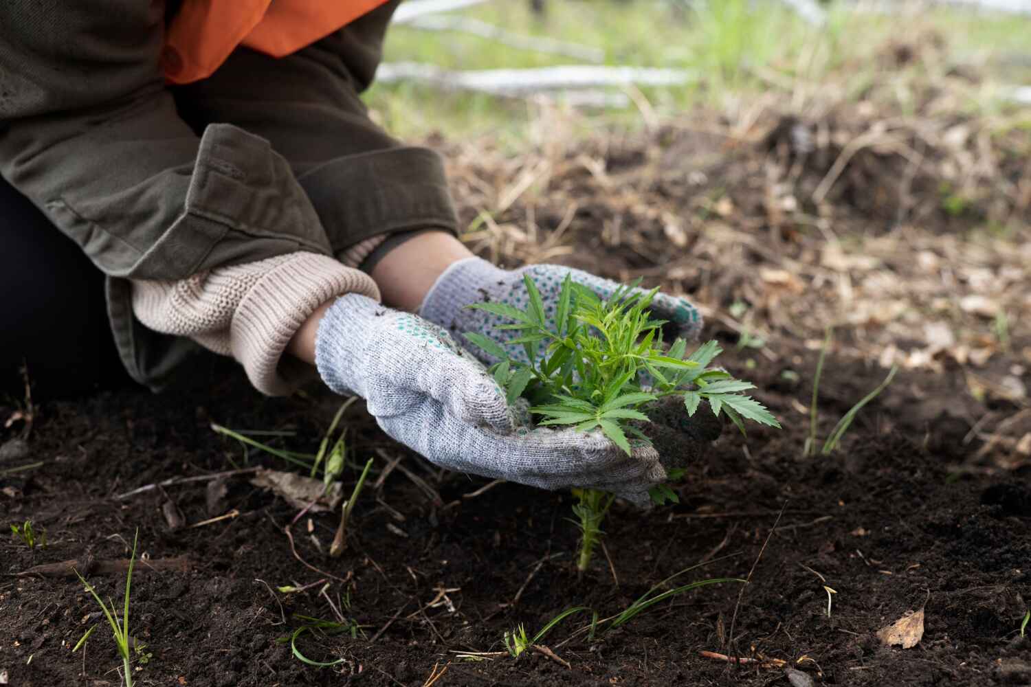 Trusted West Swanzey, NH Tree Service Experts